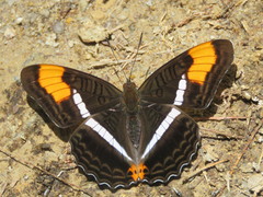 Adelpha donysa