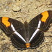 Mariposa Monjita de Bandas Delgadas - Photo (c) leo_v, algunos derechos reservados (CC BY-NC)