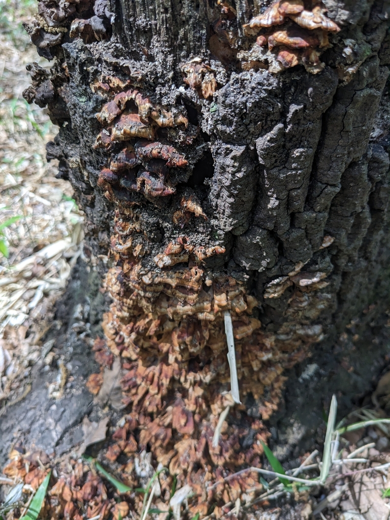 Xylobolus spectabilis · April 2023 · photo: © munenori_yamakawa (iNaturalist, cc-by)