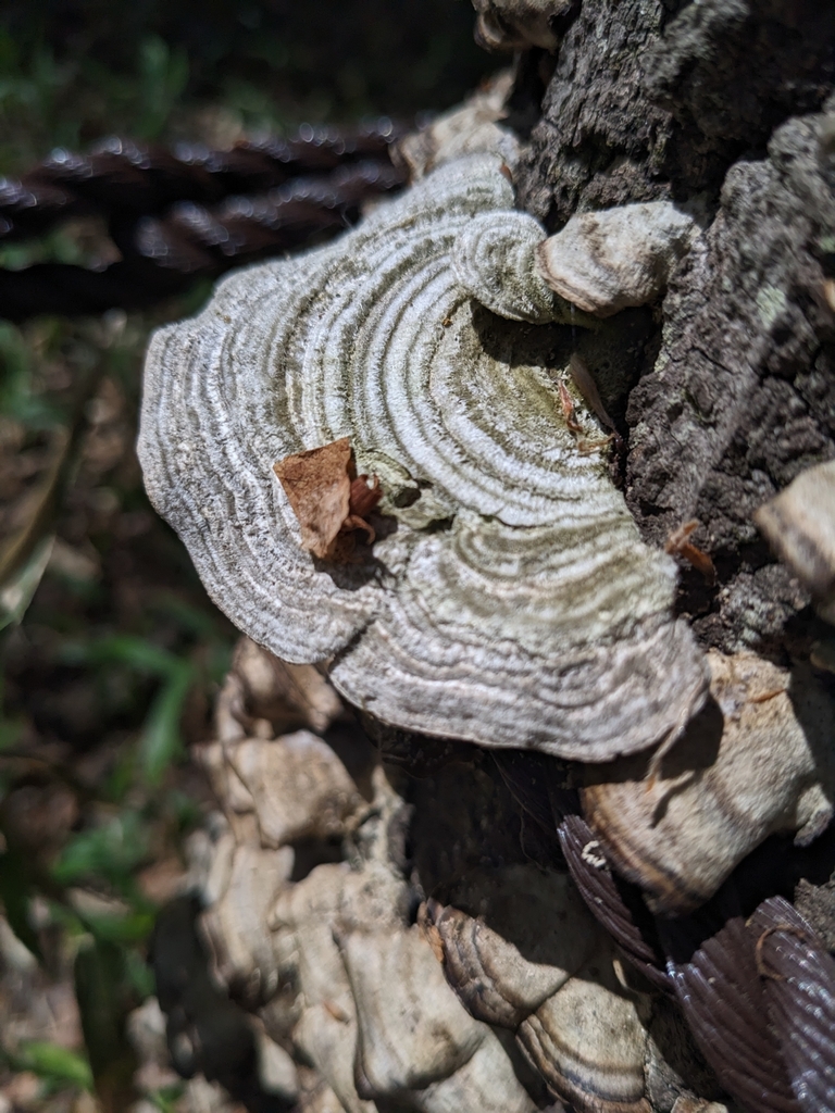 Trametes betulina · April 2023 · photo: © munenori_yamakawa (iNaturalist, cc-by)