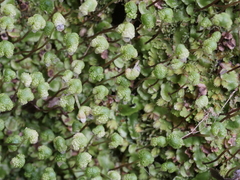 Asterella australis