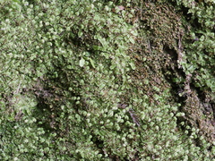Asterella australis