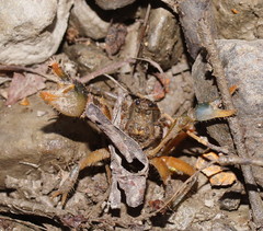 Engaeus tuberculatus