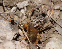 Engaeus tuberculatus