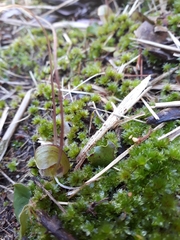 Corybas walliae