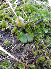 Corybas walliae