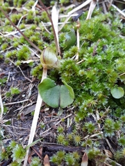 Corybas walliae