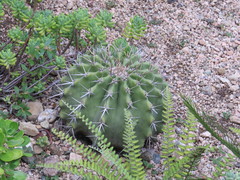 Cactaceae