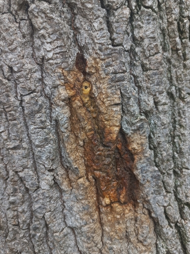 Polyphagous Shot Hole Borer photo 2