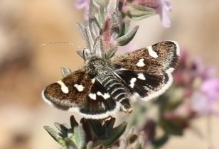 Eurrhypis pollinalis