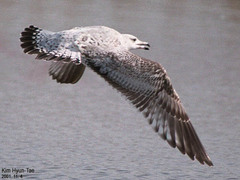 Larus argentatus mongolicus
