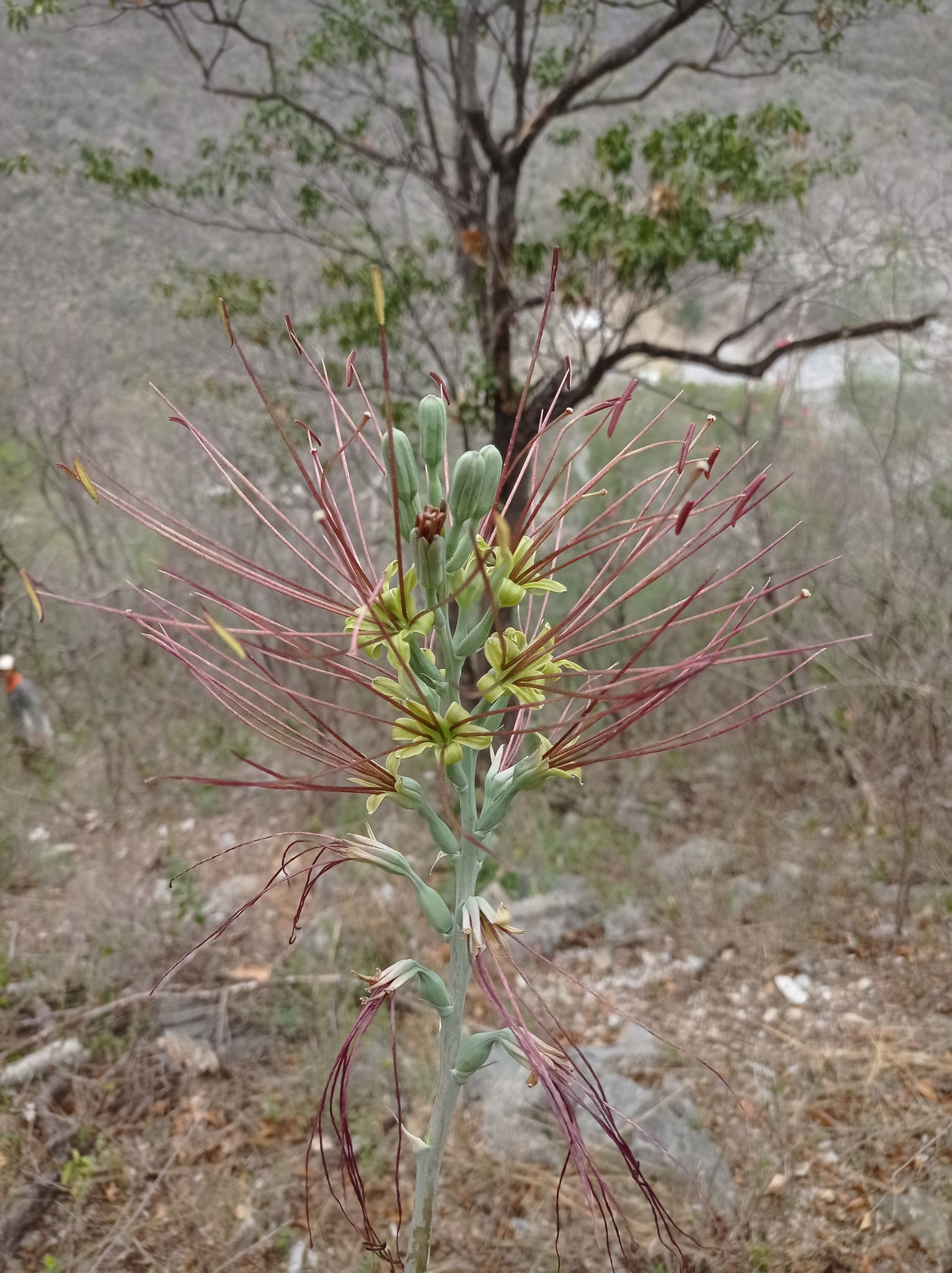 Manfreda variegata