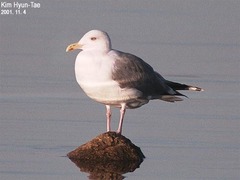 Larus argentatus mongolicus