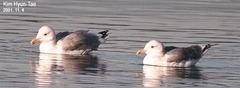 Larus argentatus mongolicus