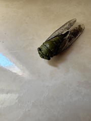 Dorisiana amoena image