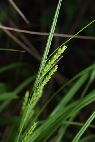 Carex ischnostachya iNat (1)