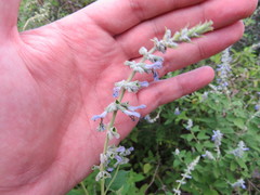 Salvia