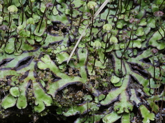 Asterella australis