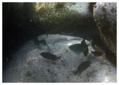 Girella punctata