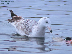 Larus argentatus mongolicus
