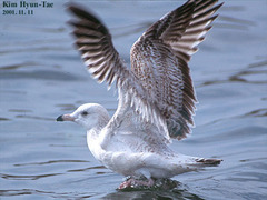 Larus argentatus mongolicus