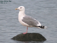 Larus argentatus mongolicus