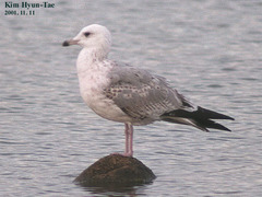 Larus argentatus mongolicus
