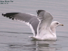 Larus argentatus mongolicus