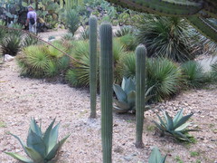 Cactaceae