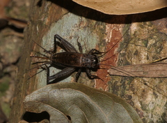 Loxoblemmus