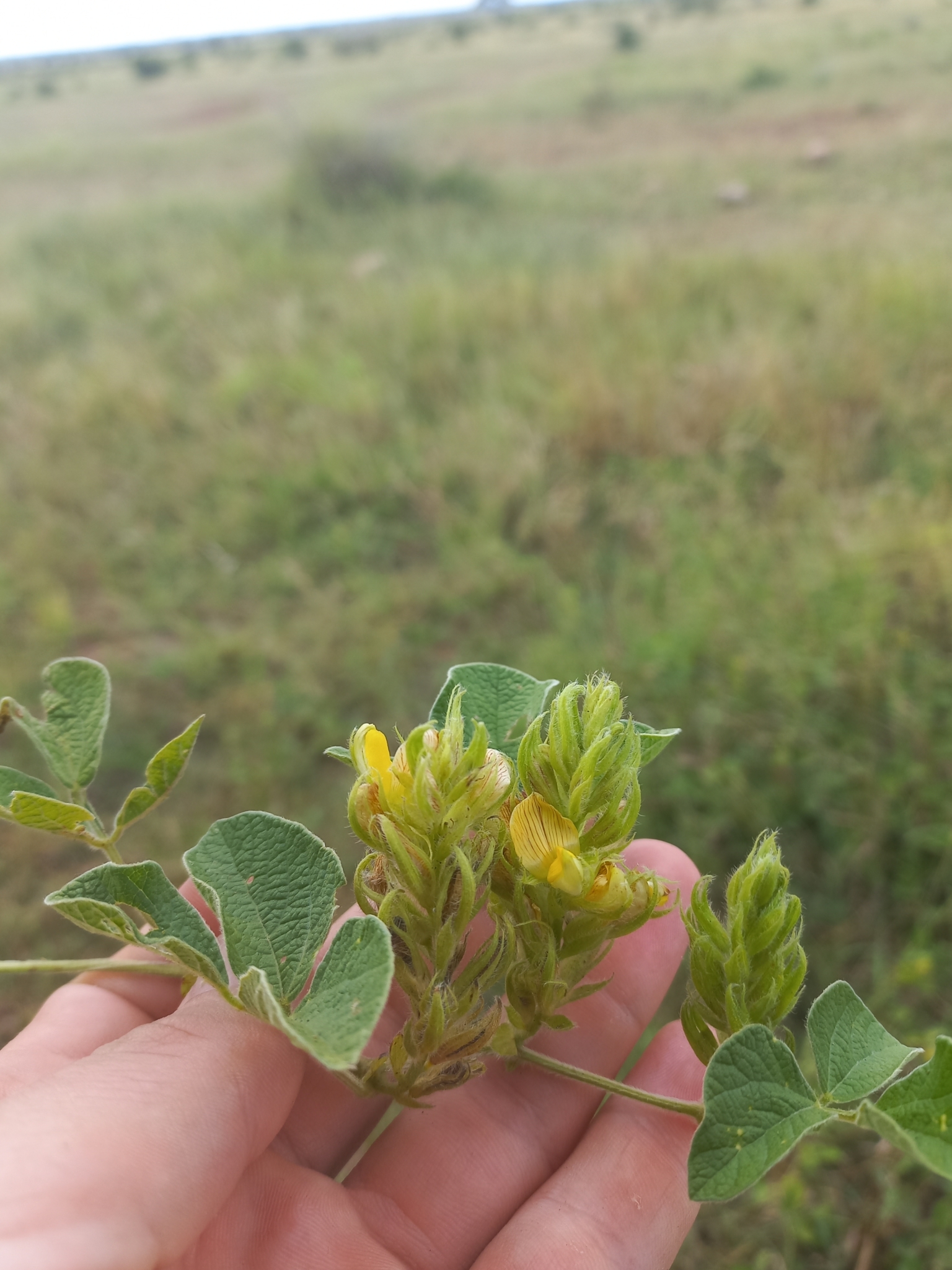 Rhynchosia densiflora ssp. chrysadenia