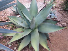 Agave