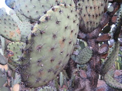 Cactaceae
