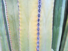 Lophocereus marginatus