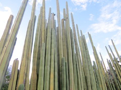 Lophocereus marginatus