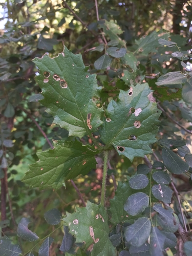 Cyphostemma subciliatum
