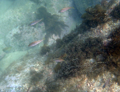 Sebastes ventricosus