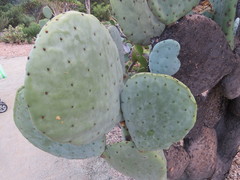 Opuntia