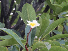 Plumeria rubra