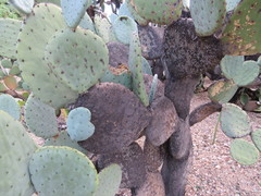 Opuntia