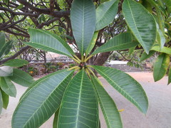 Plumeria rubra