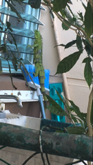 Iguana iguana