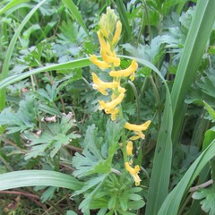 Corydalis micrantha