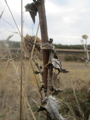 Echinops sphaerocephalus
