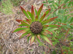 Leucadendron modestum