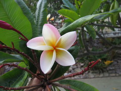 Plumeria rubra