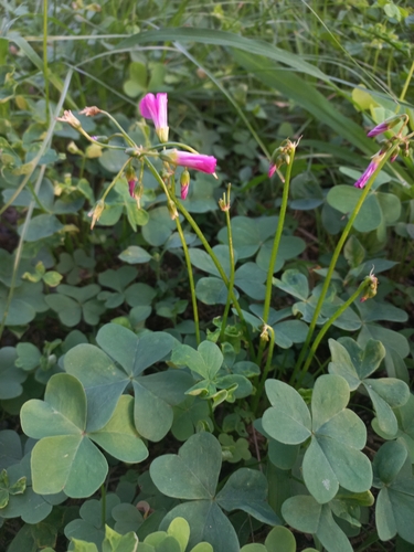 Image of Oxalis semiloba by (c) Brian du Preez, some rights reserved (CC BY-SA)