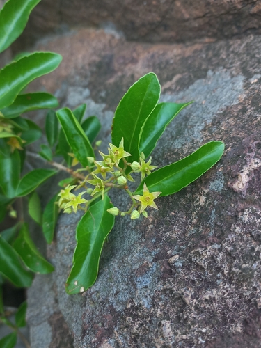 Loeseneriella crenata (Loeseneriella crenata)