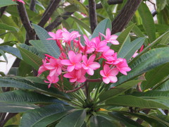 Plumeria rubra