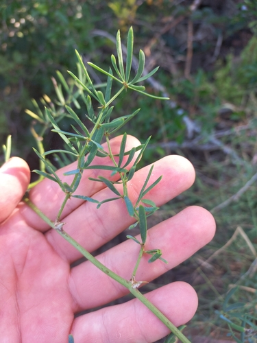 Image of Asparagus natalensis by (c) Brian du Preez, some rights reserved (CC BY-SA)